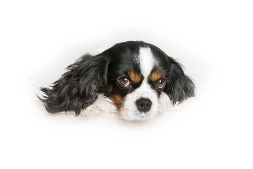  King Charles Cavalier Puppy