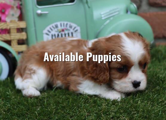 available puppies
