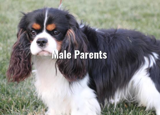 male parents