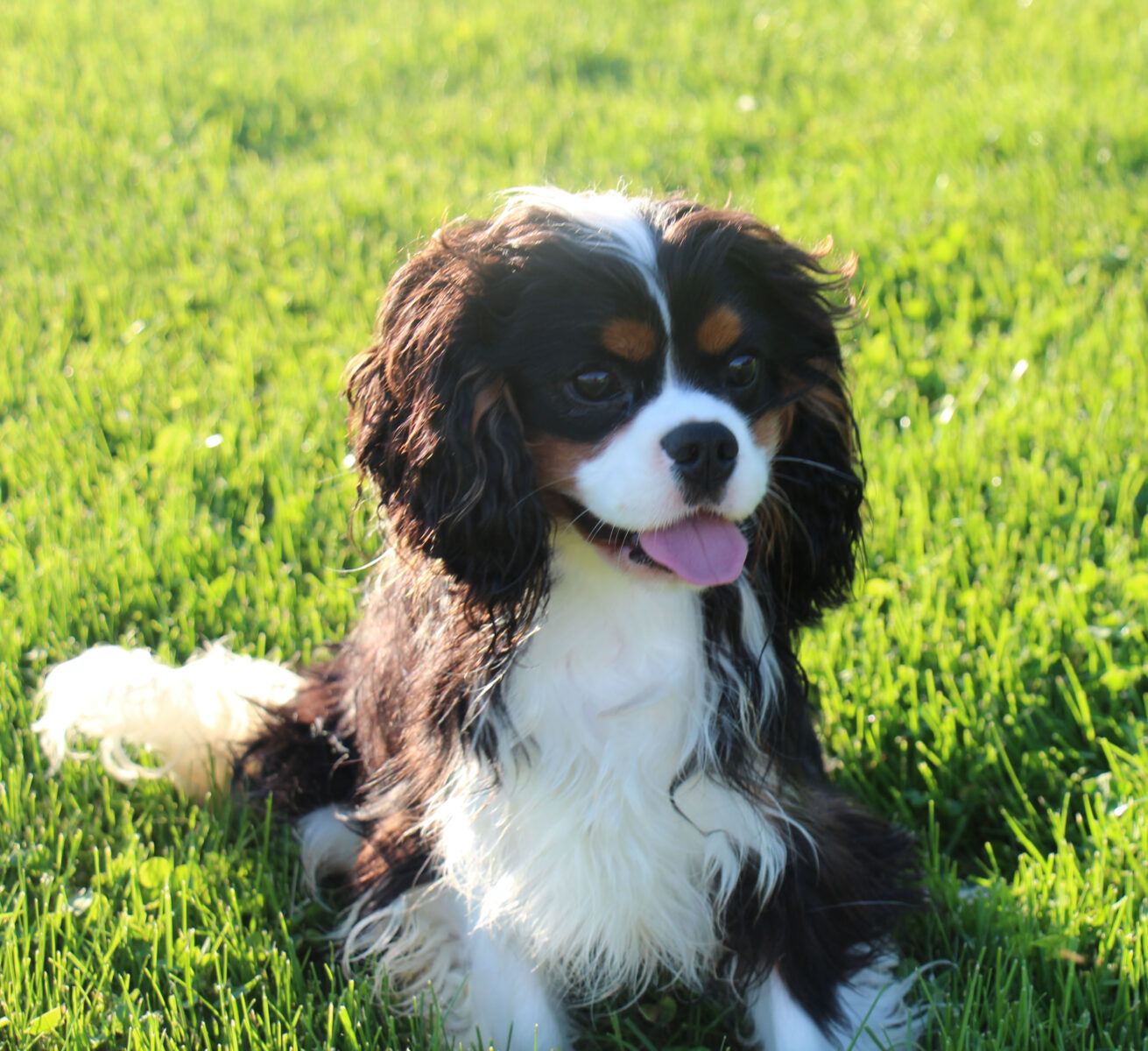 Male King Charles Cavalier Parents and Studs in Ohio | Carlisle Cavaliers