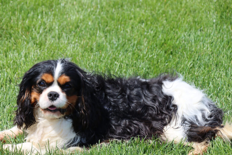 Male King Charles Cavalier Parents and Studs in Ohio | Carlisle Cavaliers