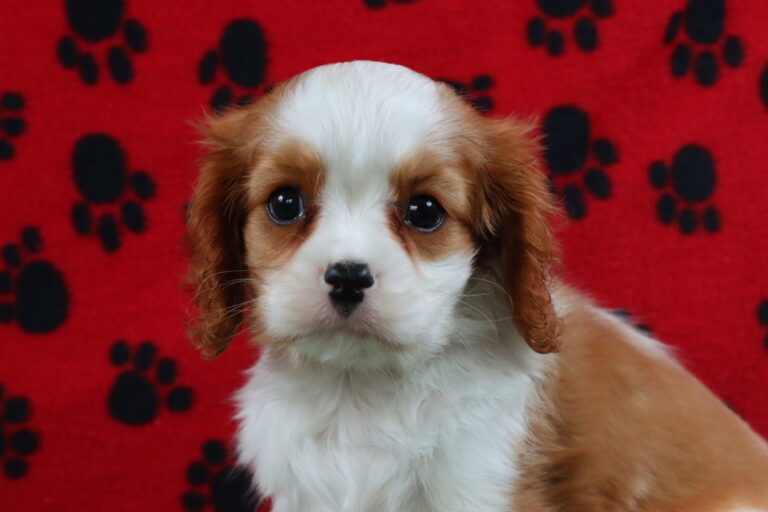 AKC Cavalier King Charles Spaniel Puppy Breeder TX from Carlisle Cavaliers