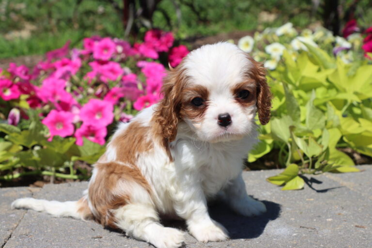 A Cavalier King Charles Spaniel Puppy