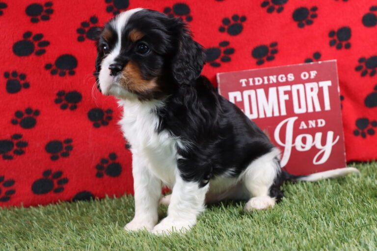 A Cavalier King Charles puppy